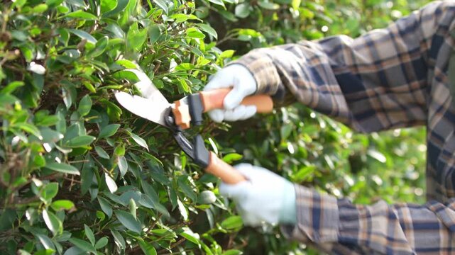 The gardener trimmed the trees to make them look beautiful and neat and the evening sunlight was beautiful.