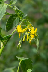 Blossoming yellow tomato flowers thrive under natural sunlight in a lush garden setting during the warm season