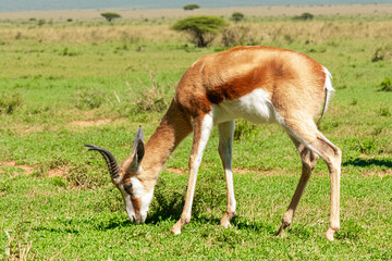 Gazelle dama paissant de profil dans la plaine