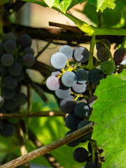 Sunlight Illuminates a Cluster of Ripening Grapes