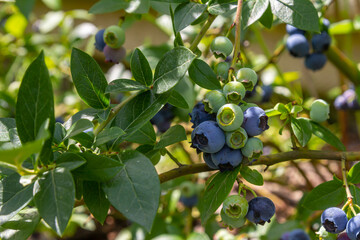 A vibrant blue huckleberry bush displaying clusters of ripening blueberries in a well-tended garden