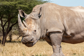 Obraz premium Profil rapproché d'un rhinocéros blanc dans la plaine