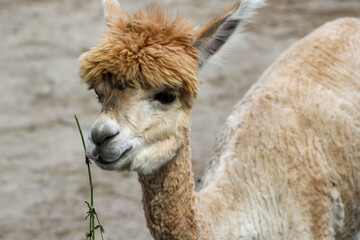 Obraz premium The shot shows an alpaca cheerfully looking into the lens