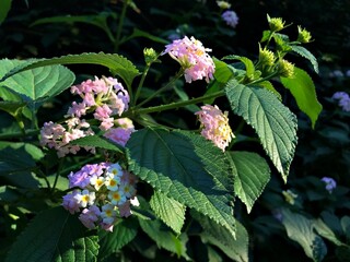 Lantana camara isolated in Full Bloom in spring – Vibrant Pink and Yellow Flower. Flower clusters. Tropical Ornamental small flowers Popular for Gardens and Butterfly. Lantana close-up.