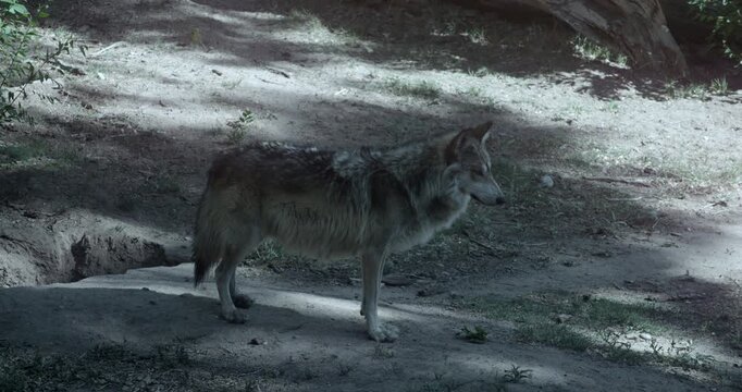 Lobo Wolf Standing and Looking Around