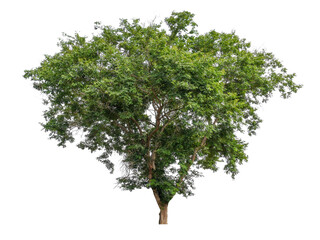Obraz premium PNG tree transparent background, No original background