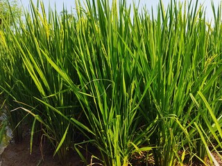 Close-up view of lush green rice plants in the paddy field, showing vibrant leaves and early grain growth, ideal for agriculture and nature backgrounds