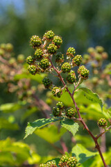 Unripe Blackberries closeup with a blurry green background