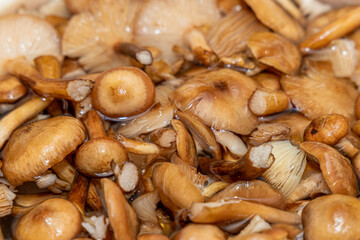 Delicious honey mushrooms in a ceramic plate . Honey fungus (Armillaria mellea) mushrooms in the bowl. Selective focus. Shallow depth of field.Mushrooms in a saucepan.