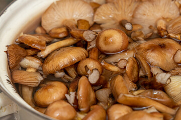 Delicious honey mushrooms in a ceramic plate . Honey fungus (Armillaria mellea) mushrooms in the bowl. Selective focus. Shallow depth of field.Mushrooms in a saucepan.