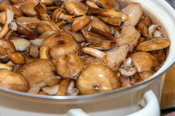 Delicious honey mushrooms in a ceramic plate . Honey fungus (Armillaria mellea) mushrooms in the bowl. Selective focus. Shallow depth of field.Mushrooms in a saucepan.