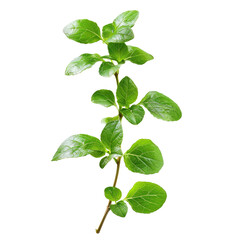 Obraz premium Fresh, vibrant sprig of bright green herb. 