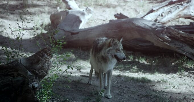 Mexican Wolf