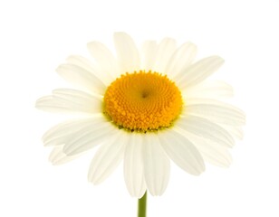 Fototapeta premium Close-up of a single white daisy.