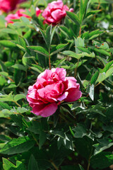 Lush garden features vibrant pink peonies in full bloom during spring season
