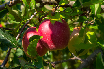 Red apples hanging from a tree branch on a sunny day in a garden showcasing nature's bounty in autumn