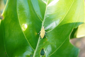 snout beetle walking on green leaves