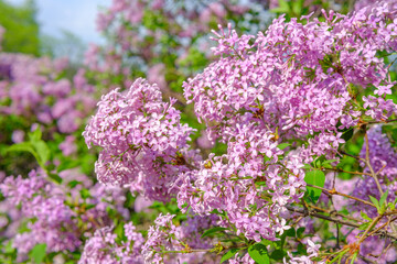 Obraz premium Blooming lilacs in a vibrant garden during springtime sunlight
