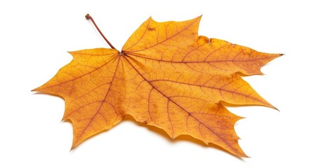 Fototapeta premium A yelloworange maple leaf lies on a white surface displaying its pointed lobes and prominent veins