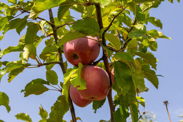 Fresh red apples hang from branches against a clear blue sky in an orchard during late summer harvesting season
