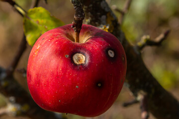Bright red apple on a tree branch showing symptoms of Venturia inaequalis infection in a natural setting during late summer