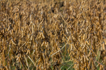 Fields of ripened soybeans ready for harvest during late autumn on a clear day in rural farmland