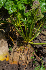 Fodder beet is a highly digestible feed with a beneficial effect on the health of animals. It has no special requirements for soil and climate when growing