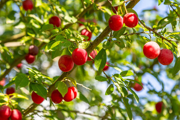 Vibrant red plums ripe for harvest on a sunny day in a lush orchard filled with green leaves