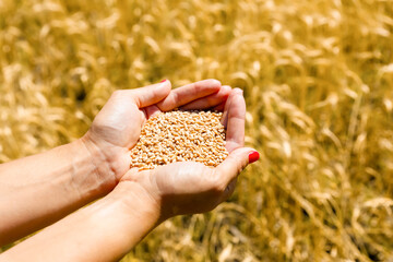 Close-up of cupped hands holding golden wheat grains with a ripe wheat field in the blurred background.