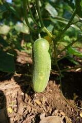 the cucumbers are still hanging