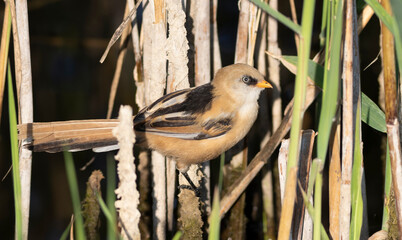 Bearded reedling, Panurus biarmicus. A young male searches for prey in the reeds