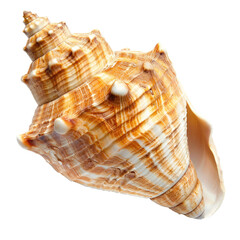 Fototapeta premium Close-up of a spiral seashell, light brown and cream colored with textured ridges