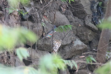 Artistic Blur Effect on Hypothymis azurea Bird Nest Photography

Selective Focus Image of Hypothymis azurea Nest in the Wild
