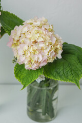Romantic hydrangea bouquet in natural light – ideal for spa, wedding, or spring branding use