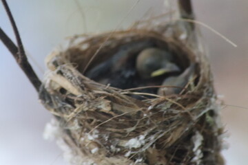 Blurred Angle View of Hypothymis azurea Nest in Natural Habitat

Soft Focus Shot of Black-naped Monarch (Hypothymis azurea) Nest