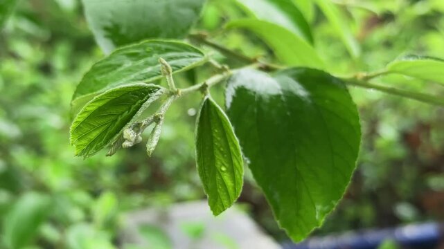 closeup of the branch or tender leaves of a Ber (Indian Jujube) plant, captured during the rainy season swaying gently in the slow rain