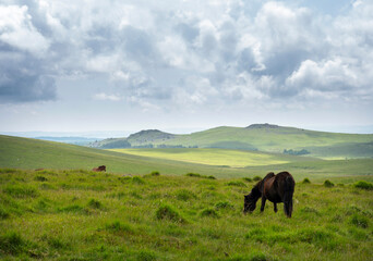 Fototapeta premium ponies graze on the moor in national nature reserve dartmoor