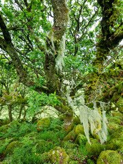 old oak trees with moss covered rocks in wistmans wood in UK national nature reserve dartmoor