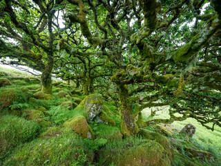 old oak trees with moss covered rocks in wistmans wood in UK national nature reserve dartmoor