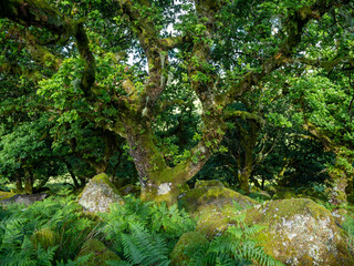 old oak trees with moss covered rocks in wistmans wood in UK national nature reserve dartmoor