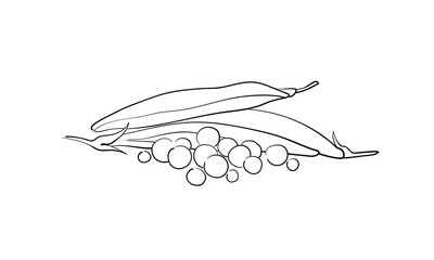Green pea, continious line drawing. Summer helthy food outline. Vector illustration