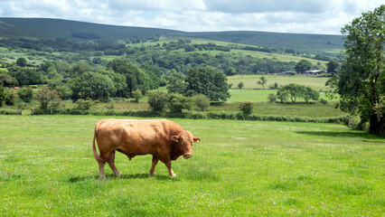 large brown bull in meadow near moors in dartmoor