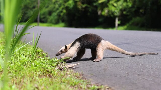 Collared anteater crawls across asphalt street toward a grass field