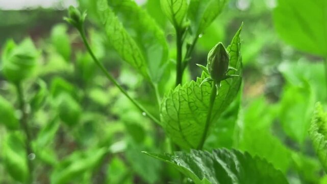 A close-up of a vibrant green Hibiscus plant, prominently featuring a tightly closed bud emerging from a cluster of lush, textured leaves. The foliage displays visible veins and a fresh appearance