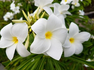 Fototapeta premium White frangipani flowers with yellow centers in close-up, symbolizing beauty and purity in tropical cultures.