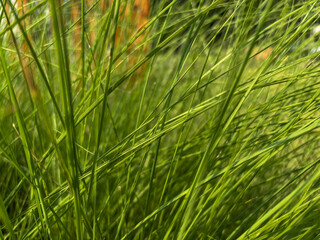Close-up of lush green grass under sunligh