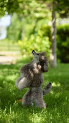 Poodle standing on hind legs with curious look in park. Concept of outdoor lifestyle, pet care, training, family pets, wellness and adoption promotion.