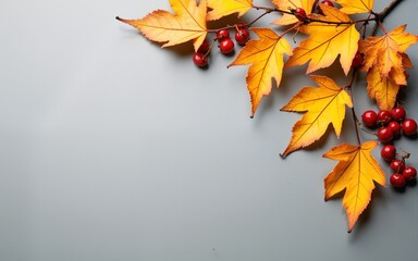 Image of yellow and red leaves and berries on a gray background. Copy space for text. High quality