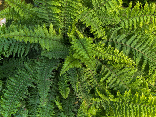 close-up view of a dense clump of lush green sword ferns (Nephrolepis). The detailed texture of the fronds creates a beautiful, natural background of tropical foliage.