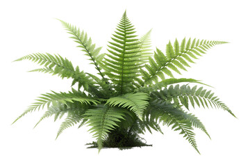Naklejka premium Boston Fern Plant: A Lush Green Houseplant for Home and Garden